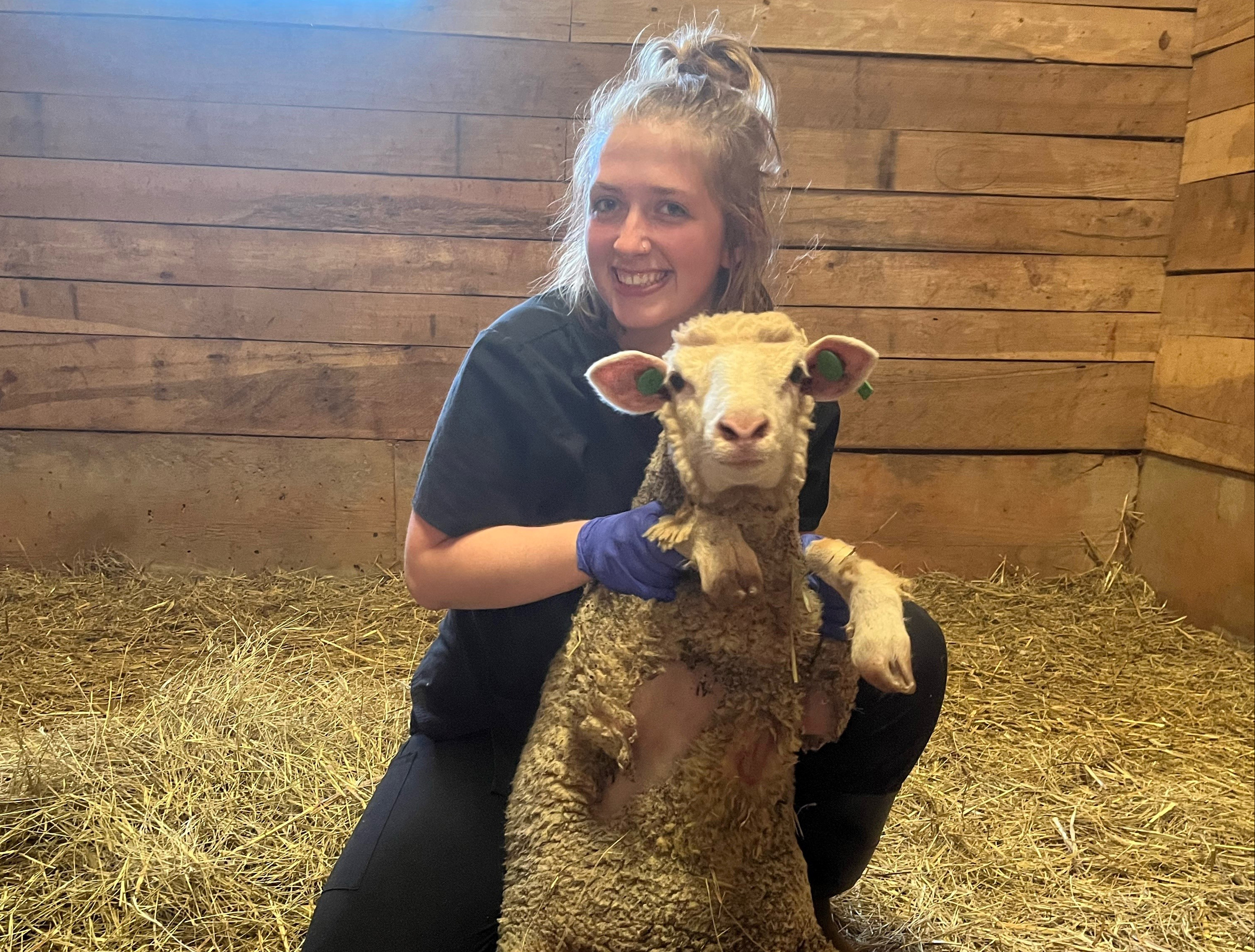 a young woman inn a barn with an ewe