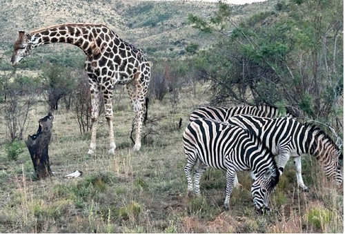 images of giraffe and zebras taken on Rhodes College South Africa Maymester 2023