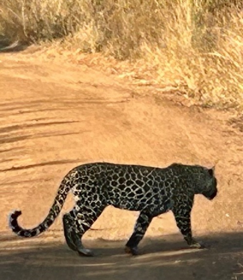 photo of a leopard taken on Rhodes College Maymester 2023