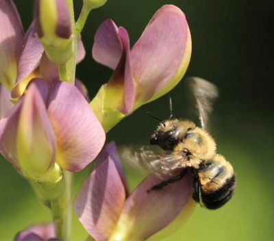 image of a bee and flower