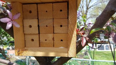 image of a bee nest