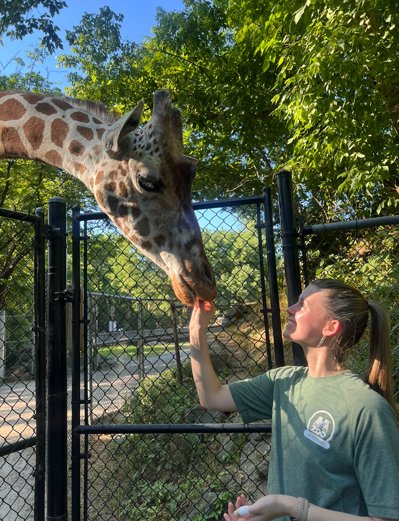 a young woman feeds a giraffe