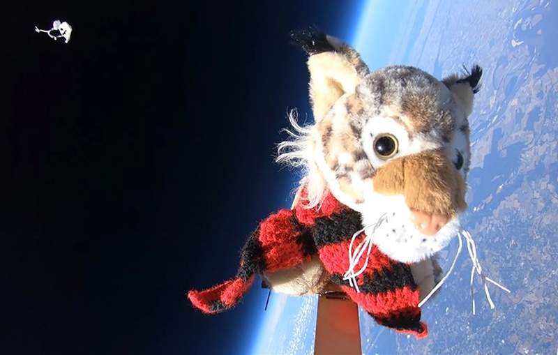 a stuffed Lynx photographed in space