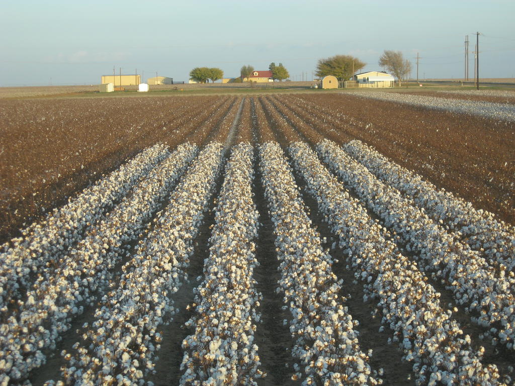 Rows of cotton with houses in the distance.