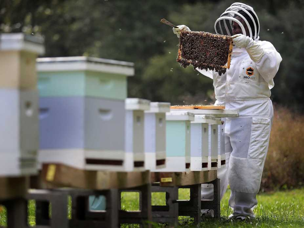 A bee keeper inspects the honeycomb from the first in a long line of hives.