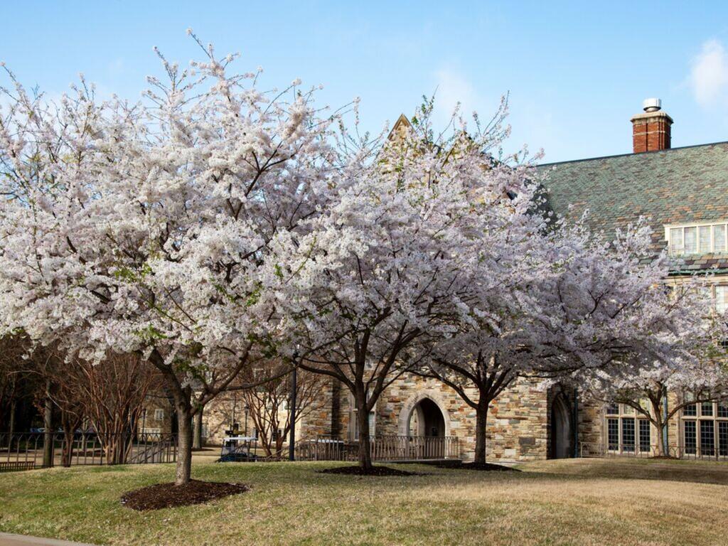 image of cherry blossoms at Rhodes College