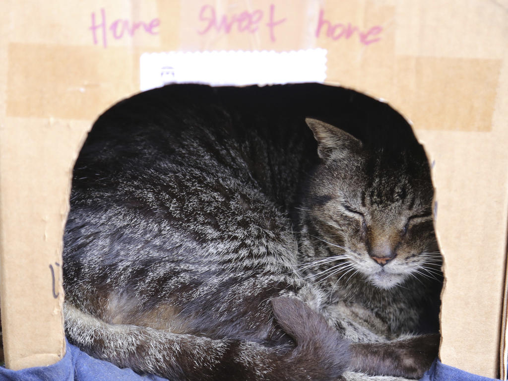 a cat inside a cardboard box with a hole cut into it and text above the entryway that says "home sweet home"