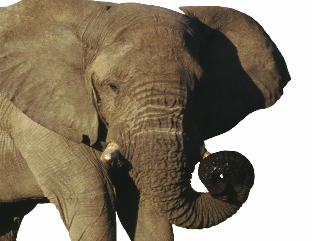 an image of an elephant in front of a white background 